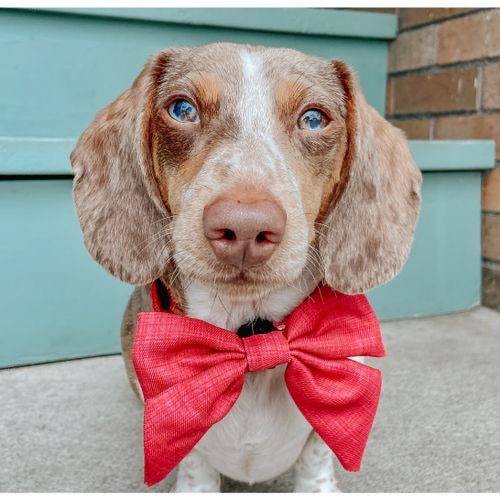 Merlot Sailor Dog Bow