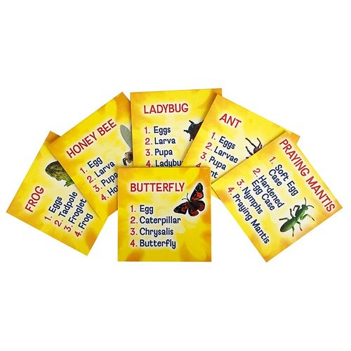 Life Cycle Figurines 24 Pc. Set