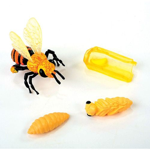 Life Cycle Figurines 24 Pc. Set