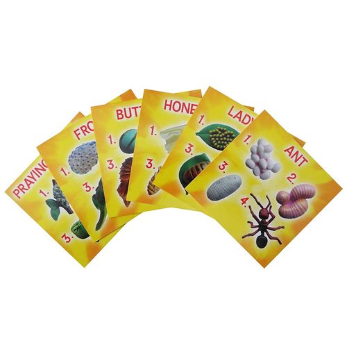 Life Cycle Figurines 24 Pc. Set