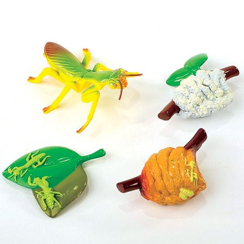 Life Cycle Figurines 24 Pc. Set