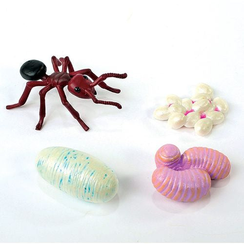 Life Cycle Figurines 24 Pc. Set